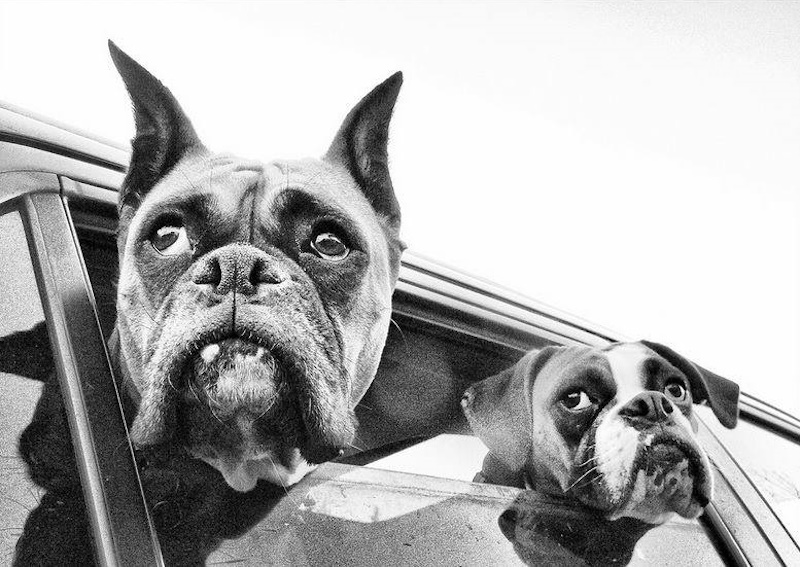 Carousel Slide 4: Wellness exams for your furry friend