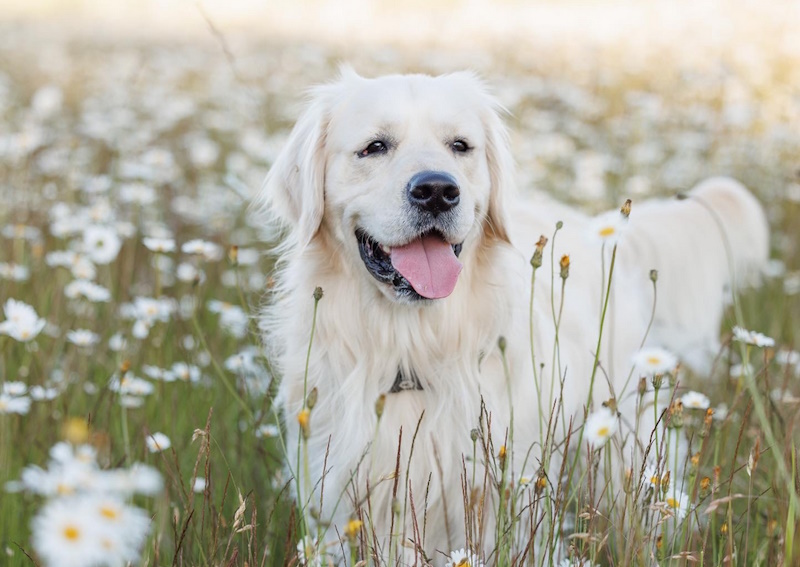 Carousel Slide 6: Protect your pet today from fleas and ticks