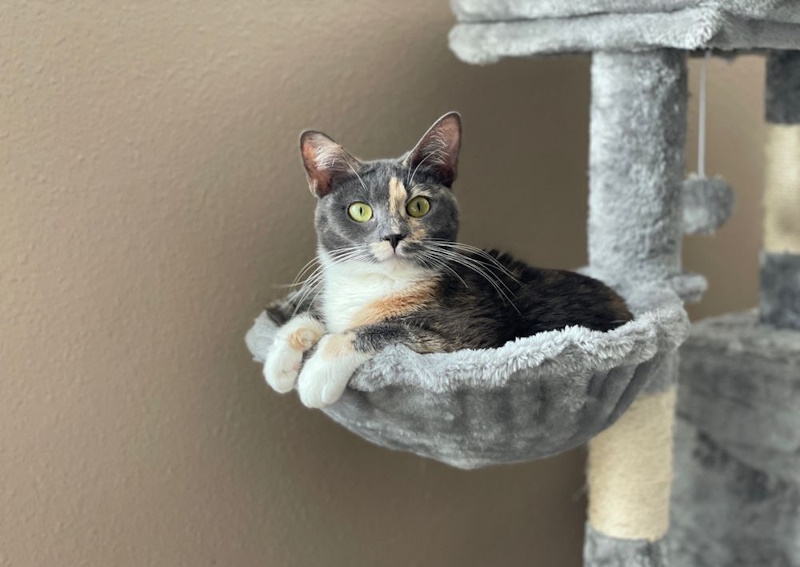 Carousel Slide 5: Offering kitten and puppy care